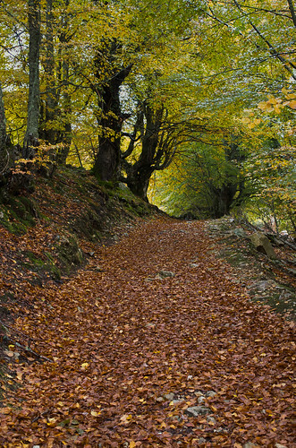 autumn leaves forest 35mm tunnel otoño tarna caso parquenaturalderedes smcpentaxda35mmf28macrolimited zerenestacker pentaxk5