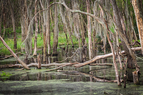 trees plants usa texas unitedstates parks places swamps brazosbendstatepark stateparks tbd needville tpwmagazine