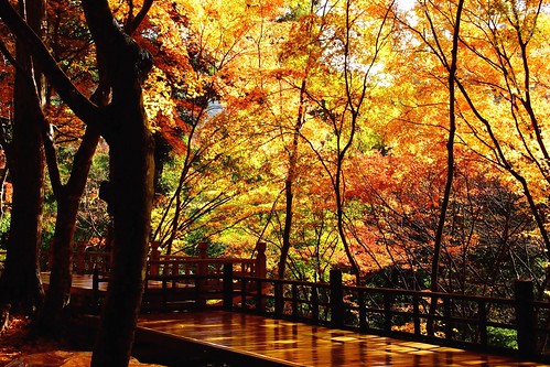 nature japan kyoto autumncolors 京都 takao 高尾 神護寺 jingojitemple 20121116dsc01261