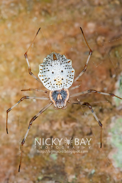 Ornamental Tree Trunk Spider (Herennia ornatissima) - DSC_4766