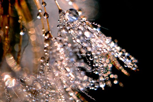 morning autumn usa plant macro fall nature wet water closeup sunrise dawn weed october bokeh outdoor maine newengland seed science drop fresh dandelion dewdrop dew refraction droplet 20mm pure freshness purity extensiontube tenantsharbor mygearandme mygearandmepremium mygearandmebronze mygearandmesilver