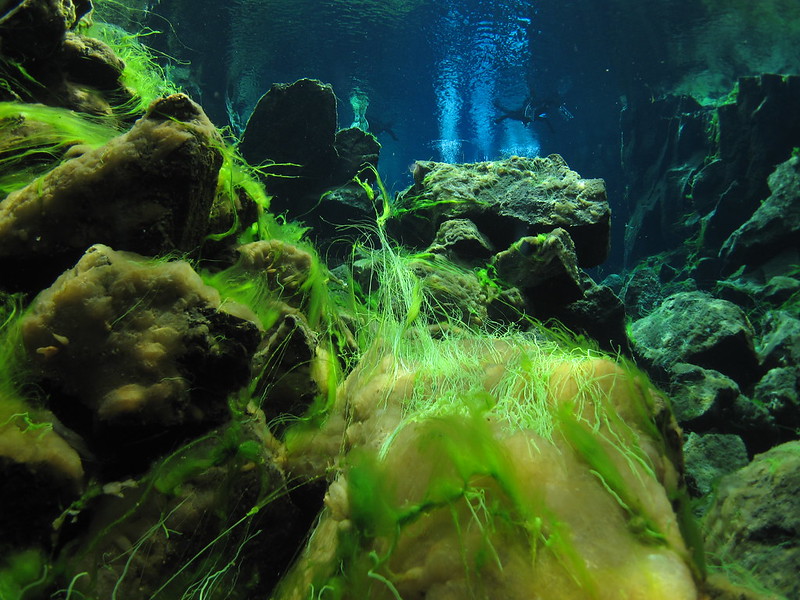 Green algae in Silfra Rift, Iceland