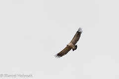 Cape Griffon (Vulture) (Gyps coprotheres), Sani Pass, LS, 2012-12-06--1.jpg