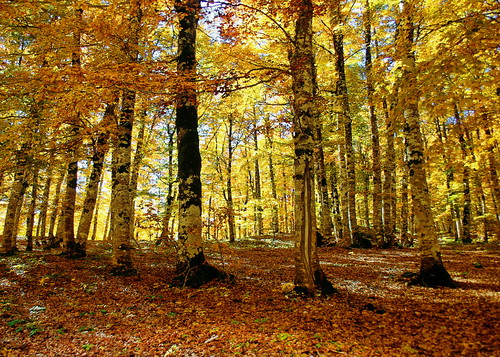 alberi canon natura autunno paesaggio abruzzo simbruini marsica maglianodemarsi lucianodionisi