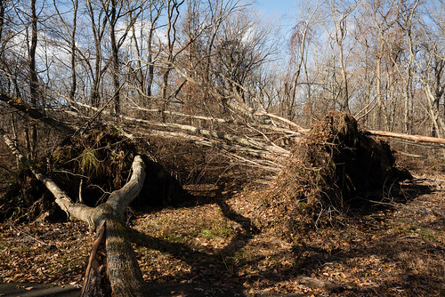 trees newyork reportage fallentrees millpondpark bellmore hurricanesandy