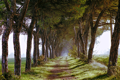 autumn trees landscape sony country tunnel rx100 bestcapturesaoi elitegalleryaoi mbald60 bestevercompetitiongroup sonyrx100 besteverexcellencegallery
