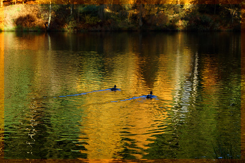 autumn lake reflections shadows ducks mallardpikelake