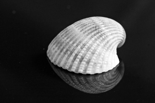 sea shells macro beach marine shell tags queensland creatures townsville molluscs beachcombing gastropods tideline bivalves pallarenda