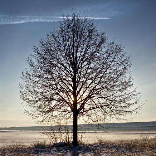 winter snow tree silhouette germany seasons jahreszeiten cologne köln lime linde limetree