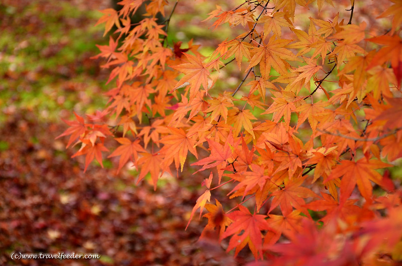 beautiful autumn - Tofukuji-Autumn_leaves3