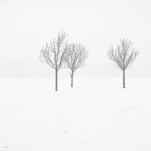 trees bw snow alberi foggy bn neve nebbia ghostbuster gigi49