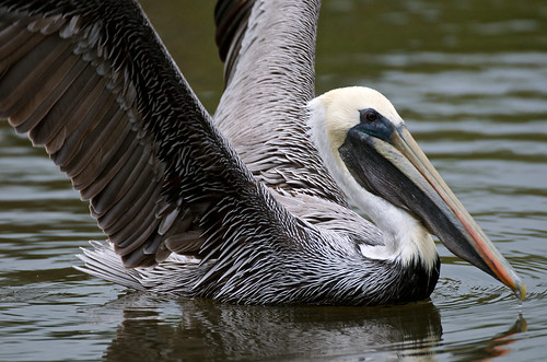 nature birds outdoors nikon florida pelican brownpelican shorebirds verobeachflorida nikond7000