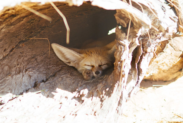 Sleepy fennec fox