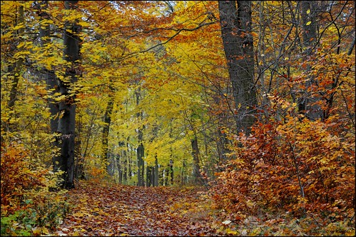 autumn trees fall colors forest germany deutschland nikon colours herbst wald bäume hdr farben mvp mecklenburgvorpommern neubrandenburg d300 tollensesee herbstfarben dirklie65