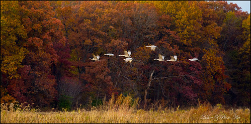 autumn birds wildlife sandhillcranes jasperpulaski canonef70200f4lisusm canoneos60d