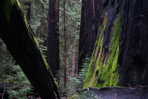 california usa redwoods ciaran 2012