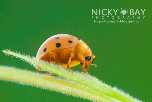 Ladybird (Coccinellidae) - DSC_4857