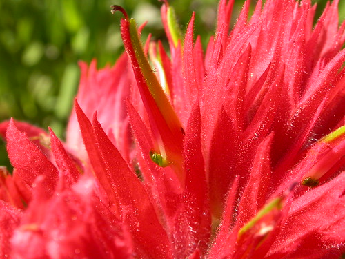 red flower montana midsummer native scrophulariaceae herb calyx corolla perennial bracts bridgermountains castillejaminiata galea orobanchaceae giantredindianpaintbrush