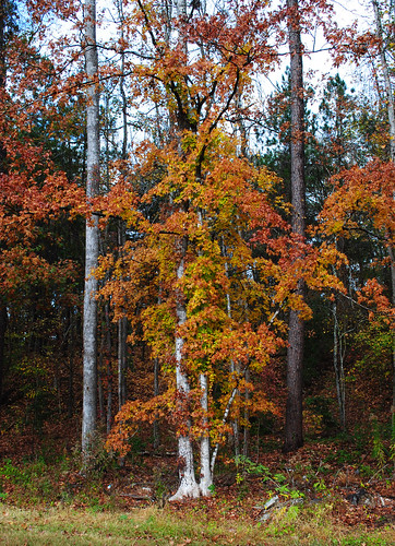autumn fall color leaves tree foliage zavalla texas piney woods east united states north america