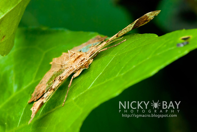 Dead Leaf Moth? - DSC_1594