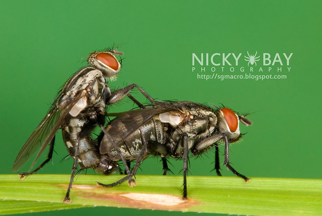 Flesh Flies (Sarcophagidae) - DSC_5103