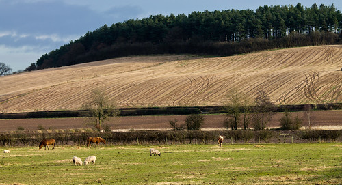 trees horse green nature field sheep nottinghamshire photogarphy pwphotography canoneos1100d eos1100d canonefs70200lisusm