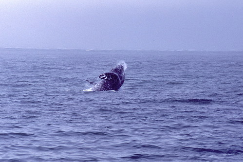 mexico mammal bay marine whale magdalena