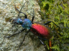 Ground Beetle (Chrysotribax hispanus) found under moss