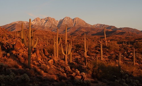 winter sunset arizona cactus snow phoenix landscape evening desert sony alpha sonoran fourpeaks a65
