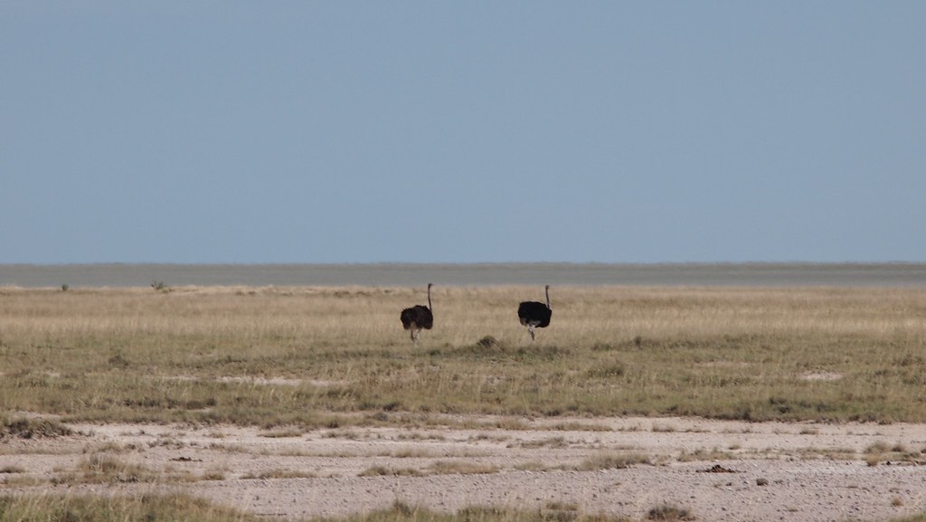 Etosha National park, Namibia
