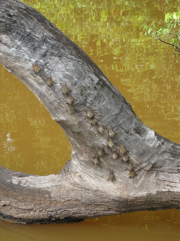 Long-nosed bats camouflage themselves on a log at Lake Condenado
