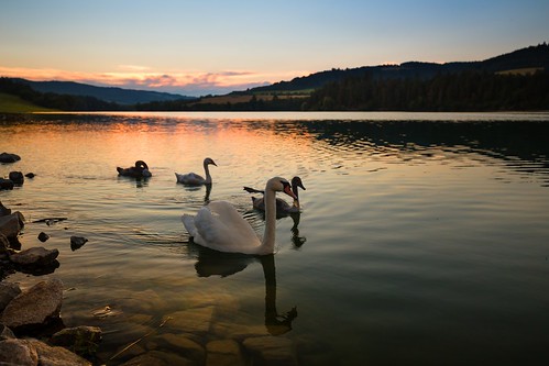 swans reservoir dam yellow weather village tree sunny sunlight sundown water sunset sun sky season scenic scenery scene rural plant outdoors outdoor orange nature natural light landscape image idyllic green grass forest field evening countryside country colorful color cloudy beauty beautiful background