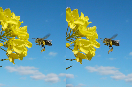 Apis cerana japonica, stereo parallel view