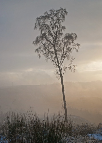 mist northyorkmoors birchtree gribdalegate greataytonmoor