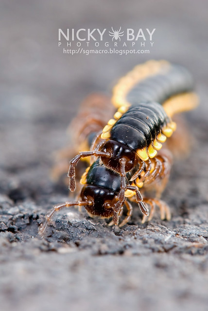 Yellow-Spotted Millipedes (Anoplodesmus sp.?) - DSC_0006