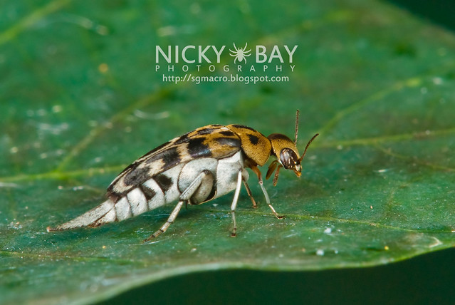 Flower Tumbling Beetle (Mordellidae) - DSC_6929