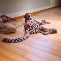 Meet Savanna, the 6.5 month old, 38 pound cheetah that I hung out with tonight. (Took everything in me not to snuggle and/or steal her.)