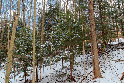 trees winter snow nature forest hiking pennsylvania path trail creativecommons coniferous hemlocks luzernecounty tsugacanadensis easternhemlocks nescopeckstatepark