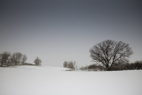 trees winter sky usa snow cold tree nature weather wisconsin landscape photography photo midwest december image belleville picture photograph northamerica snowing flakes canonef1740mmf4lusm canoneos5d danecounty brooklynwildlifearea lorenzemlicka