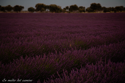 europa europe españa spain castillalamancha brihuega lavanda lavender atardecer sunset morado purple plantas plants campo field guadalajara villaviciosadetajuña