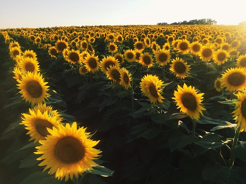 sunflowers grinterfarms sunflower flowers field kansascity lawrenceks