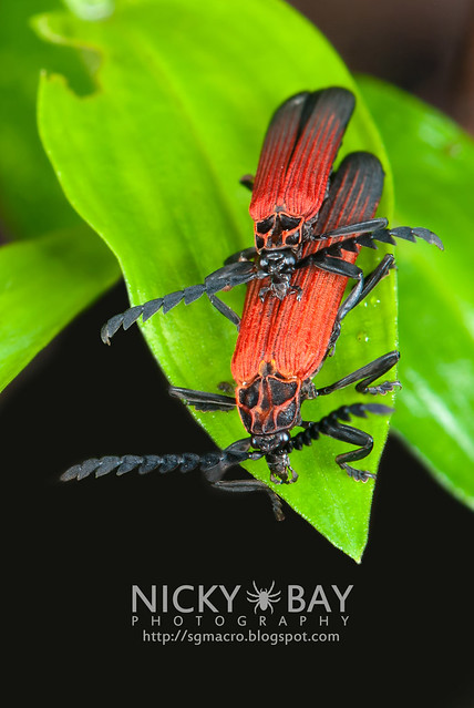 Net-Winged Beetles (Lycidae) - DSC_2430b