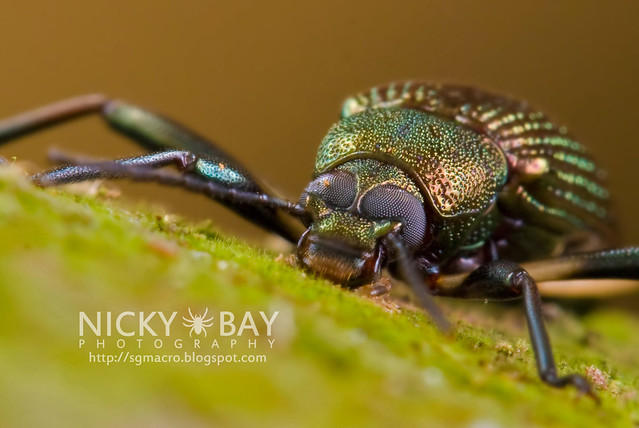 Darkling Beetle (Tenebrionidae) - DSC_8973