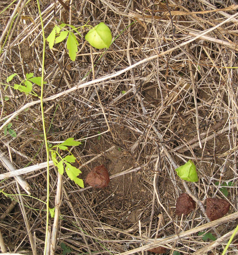 Foraging Texas Balloon Vine