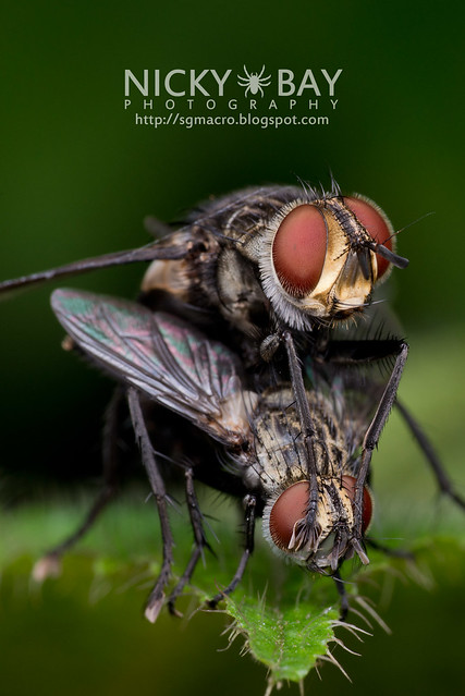 Flesh Flies (Sarcophagidae) - DSC_4146