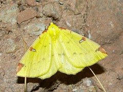 Brimstone Moth (Opisthograptis luteolata) - Photo of Brusque