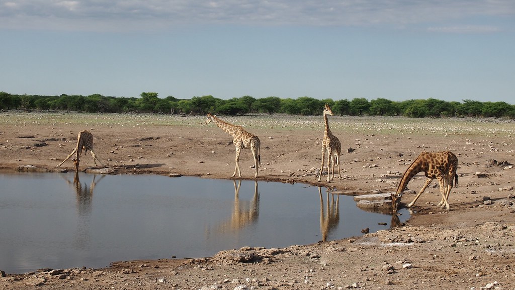 Etosha National park, Namibia
