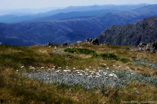 blue mountains landscape nationalpark australia kosciuszko kosciusko celmisia kosciuszkotrip celmisiacostiniana ladynorthcotegorge