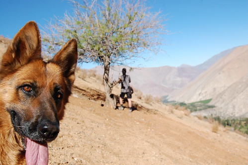 chile dog mountain tree desert walk andes paihuano deserttree