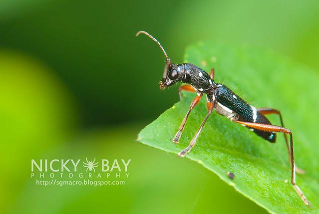 Longhorn Beetle (Cerambycidae) - DSC_2222